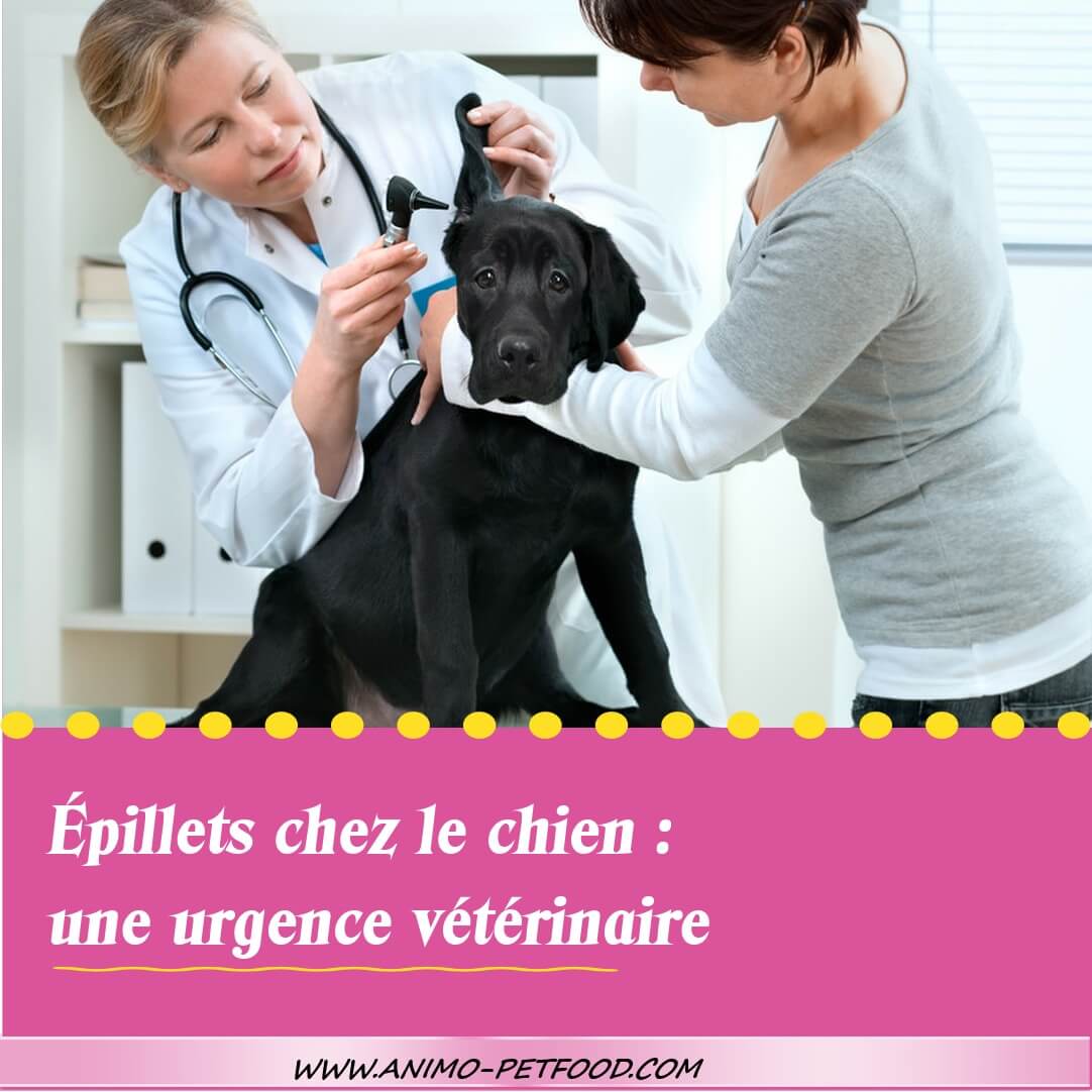 epillets-chiens-patte-oreille-nez-urgence-veterinaire